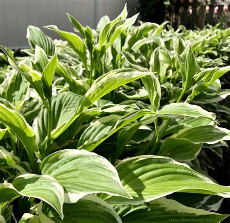 Most varieties are grown for one season, though Hemerocallis and Hosta are grown . . Bare root hostas wholesale